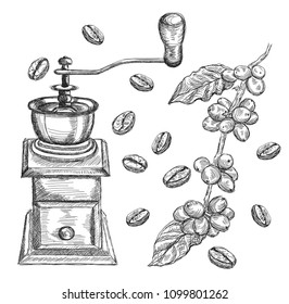 Coffee grinder and coffee branch with beans, ink pen style. Hand-drawn vector, sketching.