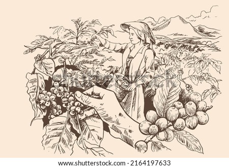 the coffee hand is drawn. I am drawing of mountain Arabica coffee picker. mountain coffee illustration. retro style coffee art.
