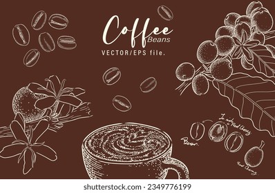Coffee hand drawn elements vector set