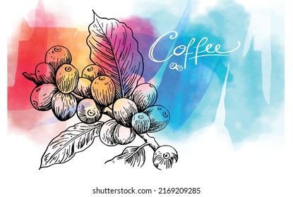 coffee hand-drawn. coffee beans with colorful watercolor painting. Coffee plant and car air style picker background for banners and brochures