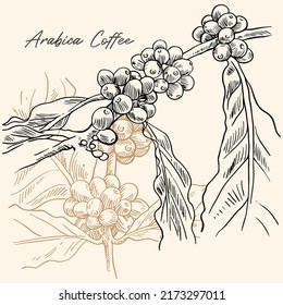 Coffee Hand-drawn. Coffee Drawing Ink Sketch For Label Packaging Design. Coffee Pattern For Art Print On Paper. Coffee For Banner Advertising