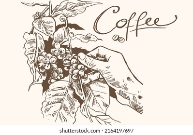 coffee hand-drawn. Drawing of mountain Arabica coffee picker. mountain coffee illustration. retro style coffee art.