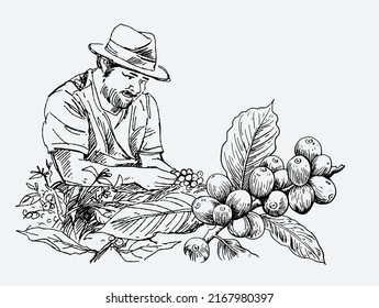 coffee hand-drawn. Drawing of mountain Arabica coffee picker. mountain coffee illustration. retro style coffee art. illustration for packaging and menu design.