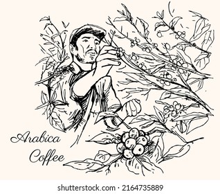 coffee hand-drawn. Coffee picker and branch coffee tree. Engraving style. Vector illustration. Coffee picker. Engraving style. 