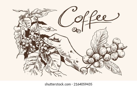 coffee hand-drawn. Robusta arabica coffee picker ink on paper. mountain coffee. coffee art for design. print art for display.