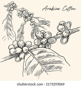 Coffee Hand-drawn. Coffee Sketch For Label Packaging Design. Pattern Coffee For Art Print, Fabric, And Shop. Illustration Drawing Coffee Beans Plant.