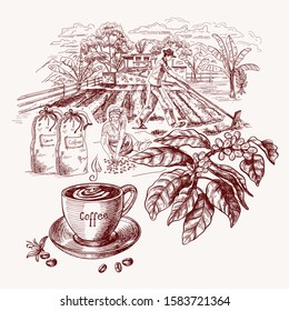 Coffee harvest concept, including a cup of coffee and a coffee branch on background of plantation . Worker are grain drying. Woman is sorting coffee beans. Vector illustration in sketch style.