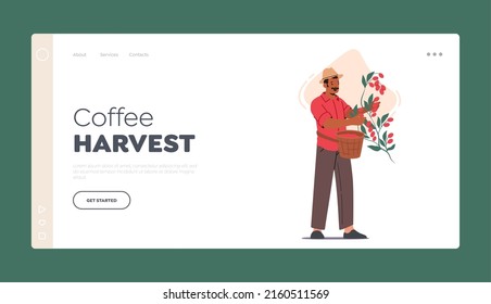 Coffee Harvest Landing Page Template. Farmer Work on Plantation, Male Character Picking Harvesting Ripe Berries from Branch. Coffee Growing Industry, Cultivation. Cartoon People Vector Illustration