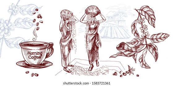 Coffee harvesting , including a cup of coffee and a coffee branch on background of plantation . Women are grain drying. Vector illustration in sketch style.