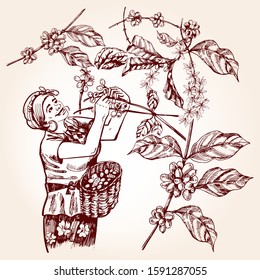 Coffee Harvesting. Woman Collects Coffee Fruit From Branches Of Trees And Places Coffee Berries In A Basket. Vintage Vector Illustration.