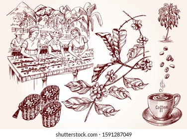 Coffee harvesting. Women performs the drying of coffee beans. Vintage illustration of coffee making process. Vector illustration art.
