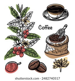 Coffee illustration. Coffee doodle hand drawn. Coffee sketch. Coffee plant part, beans, roasting, cup. Design for cafe, shop, menu, label, logo, stamp, emblem.