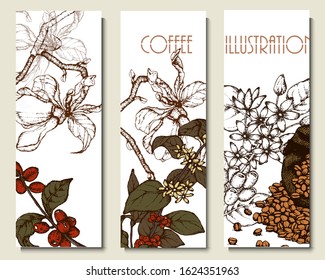 Coffee illustration. Hand drawn vector banner. Coffee beans, flower, branch