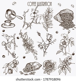 Coffee illustration. Hand drawn vector banner. Coffee maker, beans, flower, branch. 