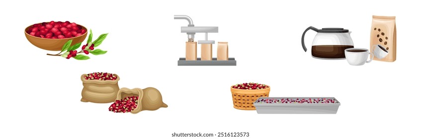 Coffee Industry Production Stages and Process Vector Set