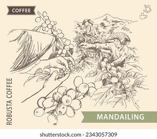 coffee label of ink sketch drawing for packaging, poster, banner, branding, brochure, cover, sticker, art print, background, advertising, menu, vintage. arabica robusta coffee picker mountain 