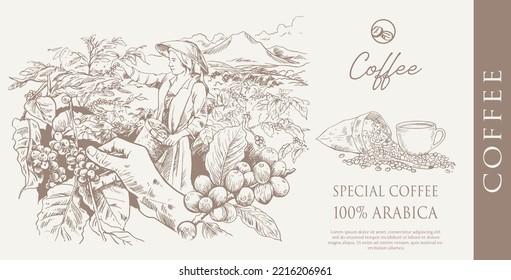 coffee label packaging of drawing vintage for design banner advertising digital. label sticker coffee. coffee poster of red bean.