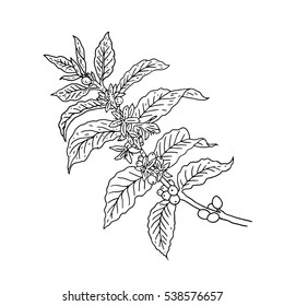 coffee leaf
