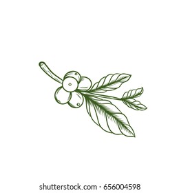 Coffee Leaf engraving hand drawn