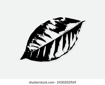 Coffee leaf engraving vector illustration. Scratch board style imitation. Black and white hand drawn image. llustrations for poster, background or card.