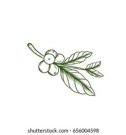 Coffee Leaf Illustration Vector