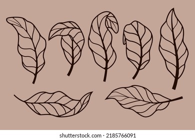 coffee leaf vector elements you can change the color as you wish