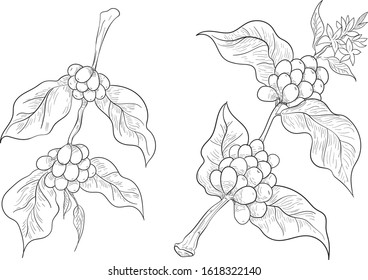 Coffee leaf vector for poster or wall.