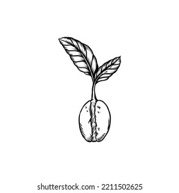 coffee leaf vintage illustration hand drawn