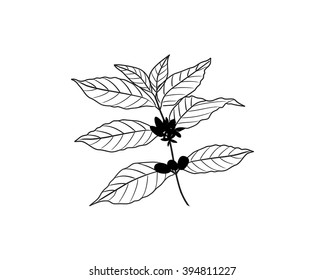 a coffee leaves with beans and flowers