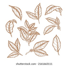 Coffee Leaves and Branch Line Hand Drawn for Background, Pattern, or Ornament