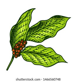 Coffee leaves in vintage style. Hand drawn engraved retro sketch for labels. Organic natural plant, template for a label or menu.