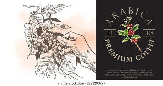 coffee logo design for label packaging of ink drawing  water colour. coffee label sticker packaging vintage