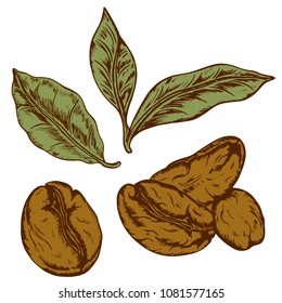 coffee logo drawn by hand in retro style, coffee grains, leaves, letering, vector illustration, white background