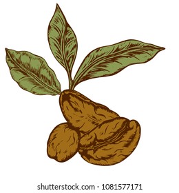 coffee logo drawn by hand in retro style, coffee grains, leaves, letering, vector illustration, white background