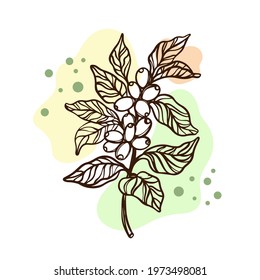 COFFEE ON A BRANCH Of Coffee Tree Berries Design Of Stickers And Labels For Shop Of Dessert Drinks Hand Drawn Sketch Clip Art Vector Illustration Set For Print