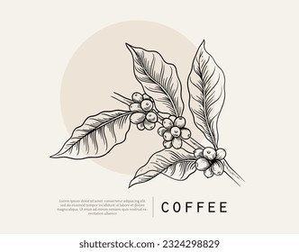 Coffee package with text and line icons. Paper packaging label. Design template. Coffee tree illustration. Engraved style illustration. Vintage coffee frame or label with typography example.