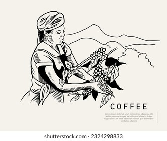 Coffee package with text and line icons. Paper packaging label. Design template. Coffee tree illustration. Engraved style illustration. Vintage coffee frame or label with typography example.