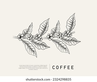 Coffee package with text and line icons. Paper packaging label. Design template. Coffee tree illustration. Engraved style illustration. Vintage coffee frame or label with typography example.