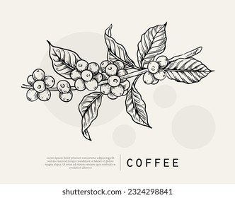 Paquete de café con iconos de texto y línea. Etiqueta de empaquetado de papel. Plantilla de diseño. Ilustración del árbol del café. Ilustración de estilo grabada. Marco de café vintage o etiqueta con ejemplo tipográfico.