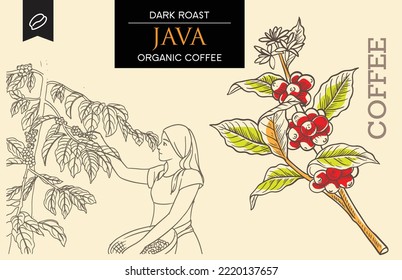 coffee packaging label of drawing ing illustration. coffee banner black background. coffee drawing for design printing