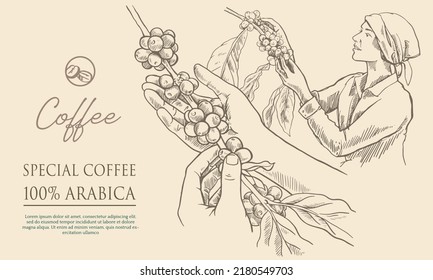 coffee packaging of label sticker vintage paper. art poster print etching for shop and house. coffee picker sketch. vector