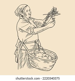 coffee picker of drawing ink on paper with vintage concept. ink sketch of coffee