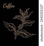 coffee picker of ink drawing sketch for label, packaging, sticker, poster, card, art print, background, banner, advertising, vintage. Arabica Robusta coffee tree.