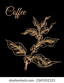 coffee picker of ink drawing sketch for label, packaging, sticker, poster, card, art print, background, banner, advertising, vintage. Arabica Robusta coffee tree.