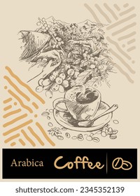 coffee picker of ink drawing sketch for label, packaging, sticker, poster, card, art print, background, banner, advertising, vintage. Arabica Robusta coffee tree.