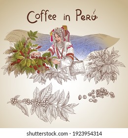 Coffee picking in Peru. The illustration shows a woman picking coffee on a plantation in the mountains. She is holding a branch of a coffee tree. The woman is dressed in the national ethnic costume of