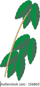 coffee plant