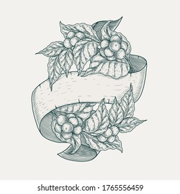 coffee plant banner hand drawing vector illustration