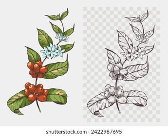 Coffee plant with beans, Arabica. realistic sketch, vector illustration, hand drawn, black outline on a transparent background