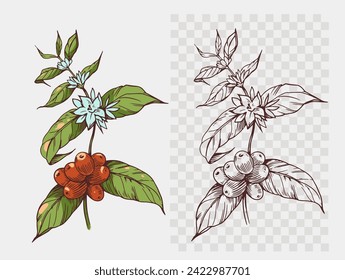 Coffee plant with beans, Arabica. realistic sketch, vector illustration, hand drawn, black outline on a transparent background